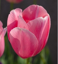 Tulipan Jumbo Pink 8 løg